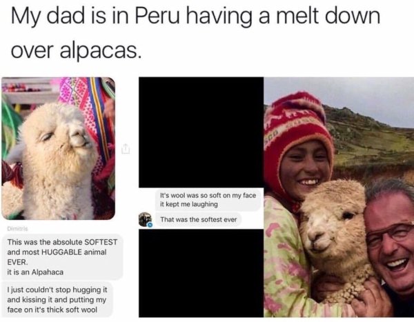 alpaca meltdown - My dad is in Peru having a melt down over alpacas. It's wool was so soft on my face it kept me laughing That was the softest ever This was the absolute Softest and most Huggable animal Ever. it is an Alpahaca I just couldn't stop hugging