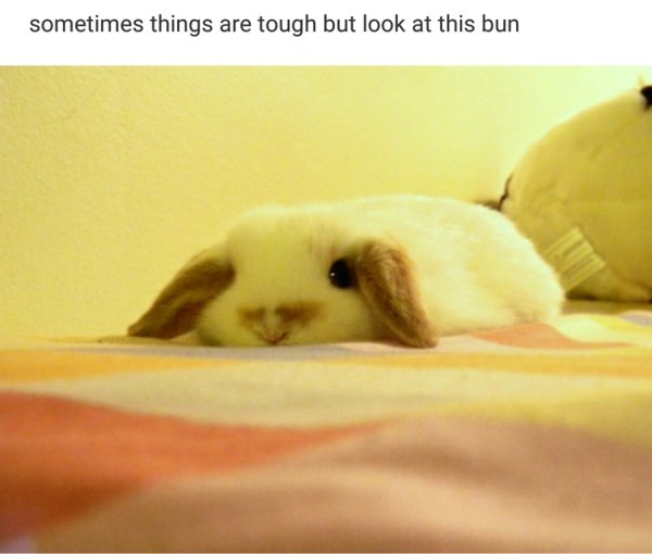 sometimes things are tough but look - sometimes things are tough but look at this bun