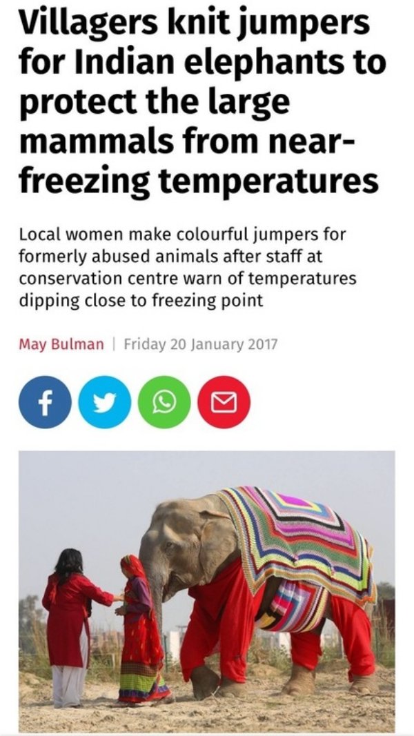 elephant sweaters india - Villagers knit jumpers for Indian elephants to protect the large mammals from near freezing temperatures Local women make colourful jumpers for formerly abused animals after staff at conservation centre warn of temperatures dippi