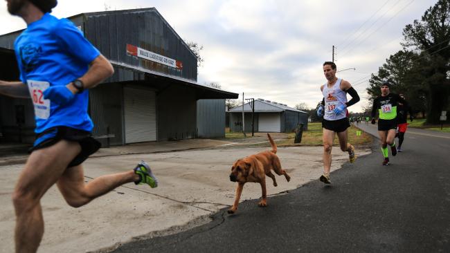 An Alabama bloodhound joined a half marathon after her owner let her out to go pee. She ran the entire 13.1 miles and finished 7th.

They renamed the race Elkmont’s Hound Dog Half  in the dog’s honor