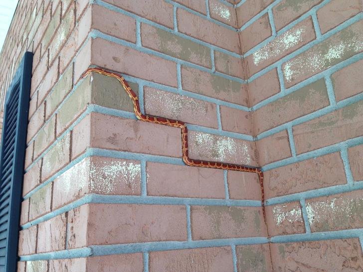 brick snake