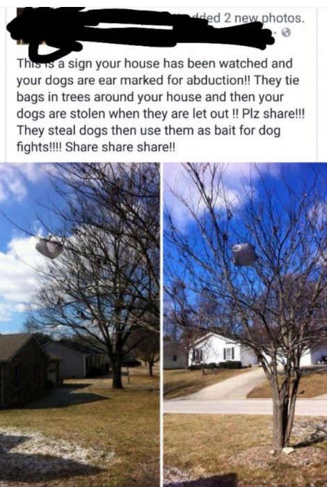 bags on trees try to steal dogs - Nded 2 new photos. This is a sign your house has been watched and your dogs are ear marked for abduction!! They tie bags in trees around your house and then your dogs are stolen when they are let out !! Plz !!! They steal