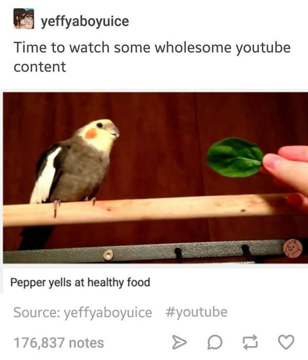 tumblr - wholesome content - yeffyaboyuice Time to watch some wholesome youtube content Pepper yells at healthy food Source yeffyaboyuice 176,837 notes