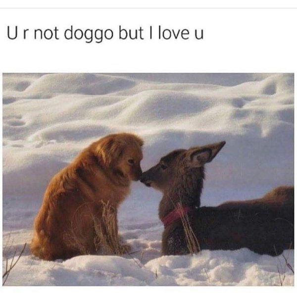 wholesome animals - Ur not doggo but I love u