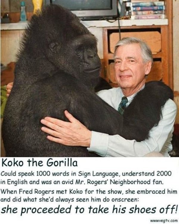 koko the gorilla mr rogers - Koko the Gorilla Could speak 1000 words in Sign Language, understand 2000 in English and was an avid Mr. Rogers' Neighborhood fan. When Fred Rogers met Koko for the show, she embraced him and did what she'd always seen him do 