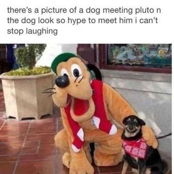 dog meeting pluto - there's a picture of a dog meeting pluto n the dog look so hype to meet him i can't stop laughing