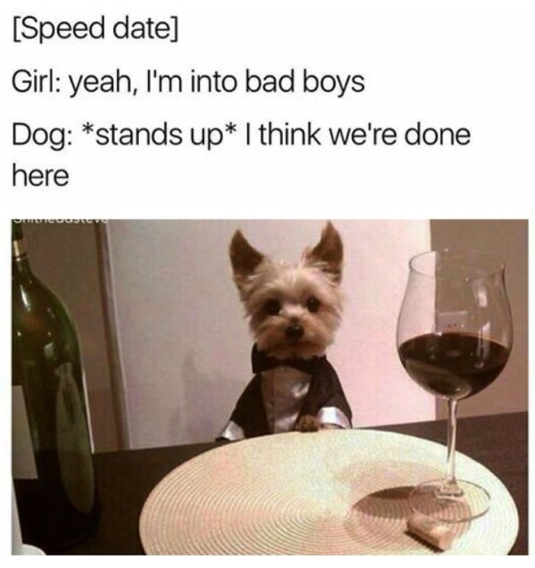 i m into bad boys dog meme - Speed date Girl yeah, I'm into bad boys Dog stands up I think we're done here