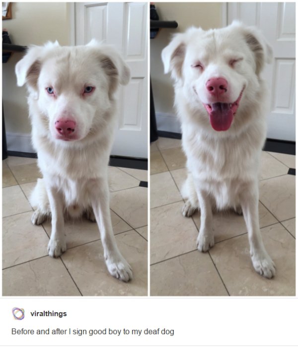 deaf dog before and after good boy - viralthings Before and after I sign good boy to my deaf dog