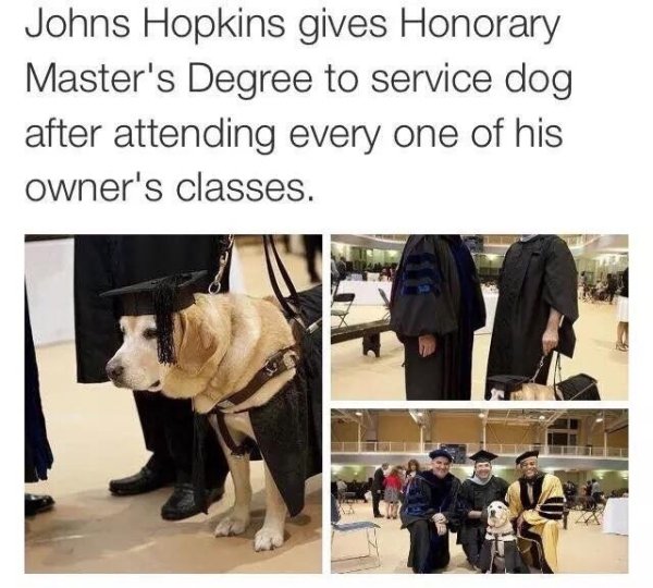 you can t text back meme - Johns Hopkins gives Honorary Master's Degree to service dog after attending every one of his owner's classes.