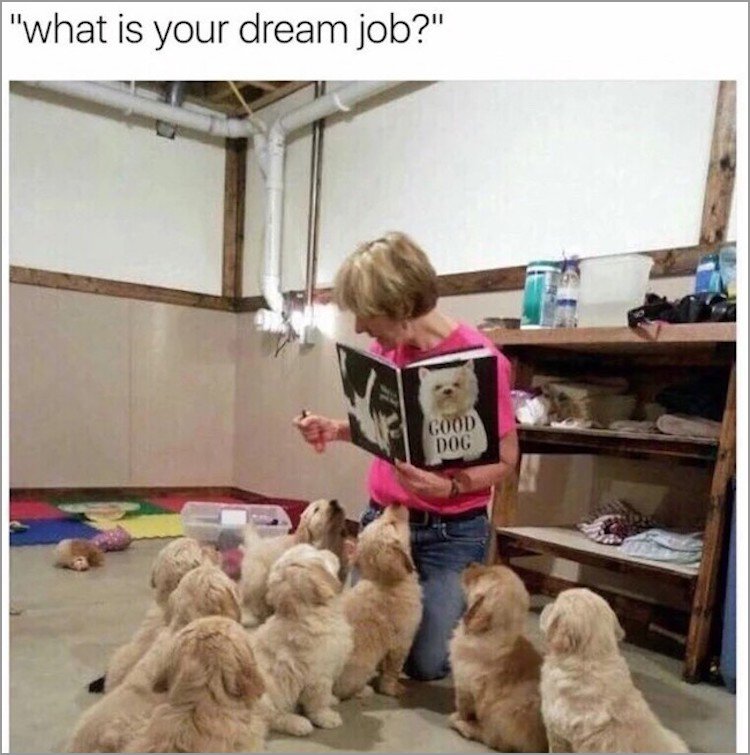 memes - dogs being funny - "what is your dream job?" Good Dog