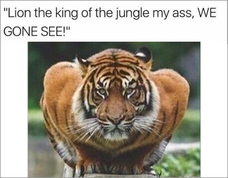memes - tiger ready to pounce - "Lion the king of the jungle my ass, We Gone See!"