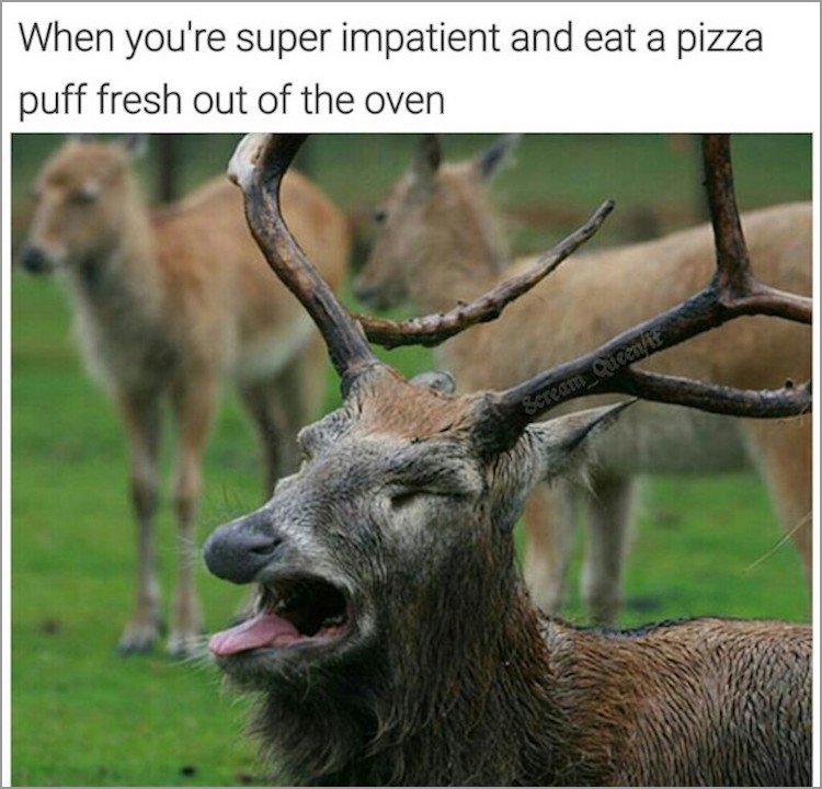 memes - animals sneezing - When you're super impatient and eat a pizza puff fresh out of the oven Scream Queenit