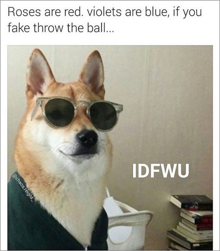 memes - dankest animal memes - Roses are red. violets are blue, if you fake throw the ball... Idfwu .reigns