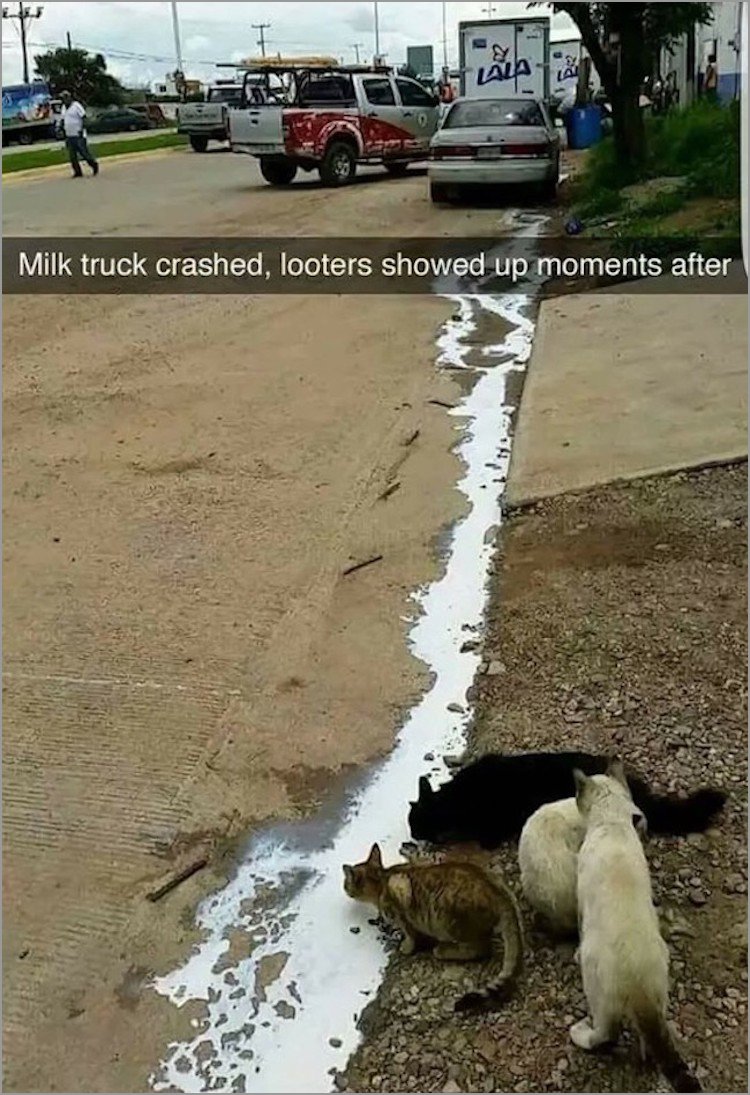 memes - milk truck looters - Milk truck crashed, looters showed up moments after
