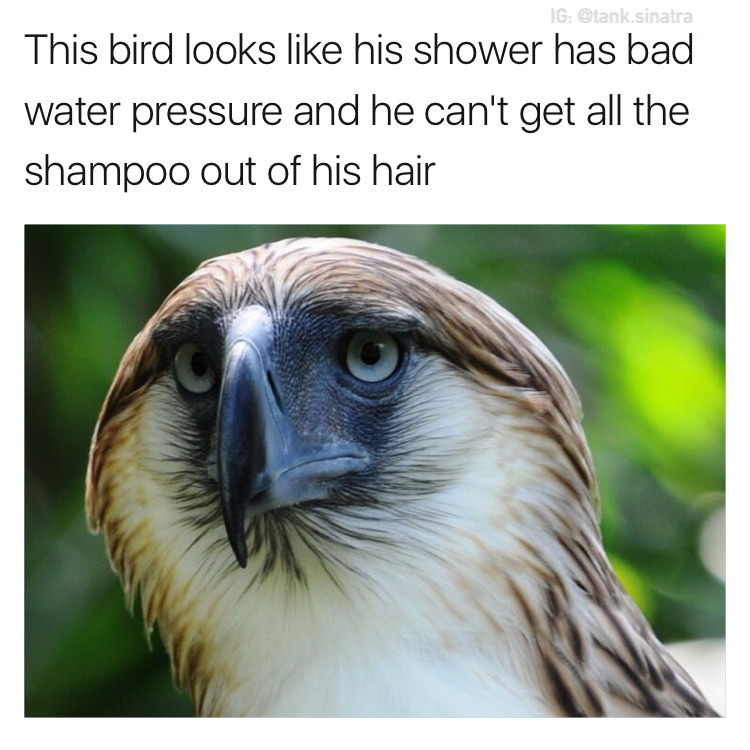 memes - nicolas cage eagle - Ig .sinatra This bird looks his shower has bad water pressure and he can't get all the shampoo out of his hair