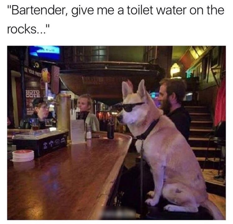 memes - doggo toilet memes - "Bartender, give me a toilet water on the rocks..."