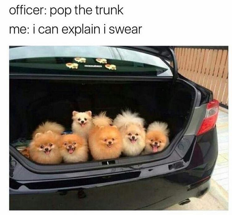 memes - cute puppies funny - officer pop the trunk me i can explain i swear