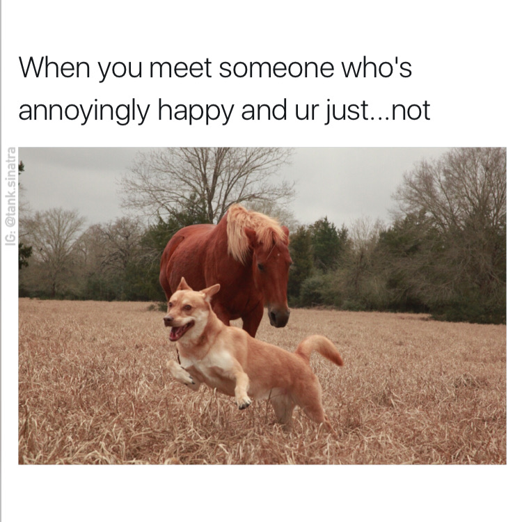 memes - dog - When you meet someone who's annoyingly happy and ur just...not Ig .sinatra