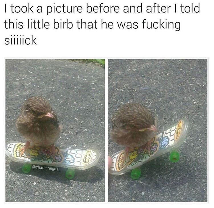 memes - little birb - I took a picture before and after I told this little birb that he was fucking siiflick reigns