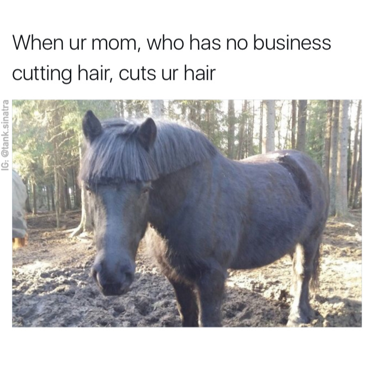 memes - your mom cuts your hair meme - When ur mom, who has no business cutting hair, cuts ur hair Ig .sinatra