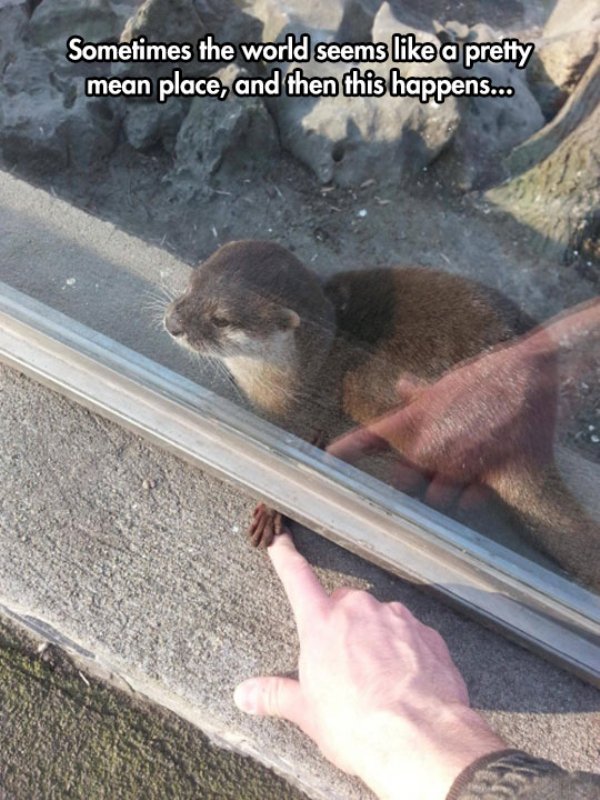 heartwarming holding hands with an otter - Sometimes the world seems a pretty mean place, and then this happens...