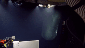 giant squid and sperm whale gif