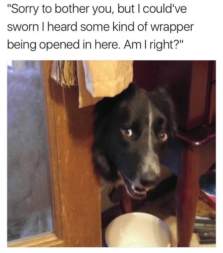 memes - best doggos - "Sorry to bother you, but I could've sworn I heard some kind of wrapper being opened in here. Am I right?"