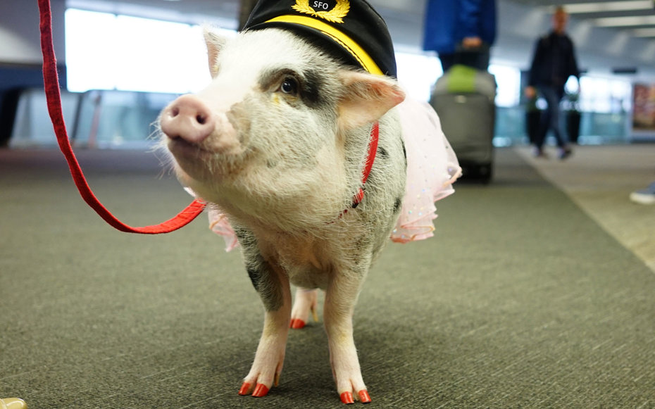 To help airline passengers deal with travel anxiety, San Francisco International Airport has hired the nation’s first airport therapy pig. LiLou wears costumes and performs tricks to help travelers calm down before boarding their flights