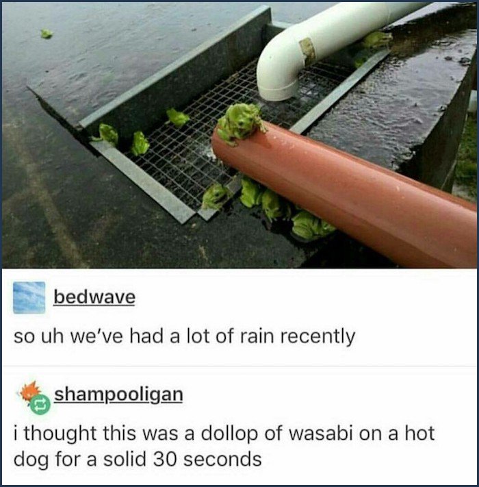 tumblr - raining wasabi hot dog - bedwave so uh we've had a lot of rain recently shampooligan i thought this was a dollop of wasabi on a hot dog for a solid 30 seconds