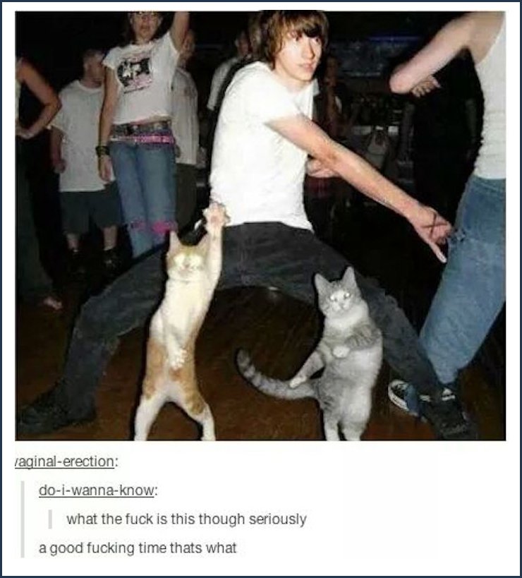 tumblr - dancing cats - raginalerection doiwannaknow what the fuck is this though seriously a good fucking time thats what