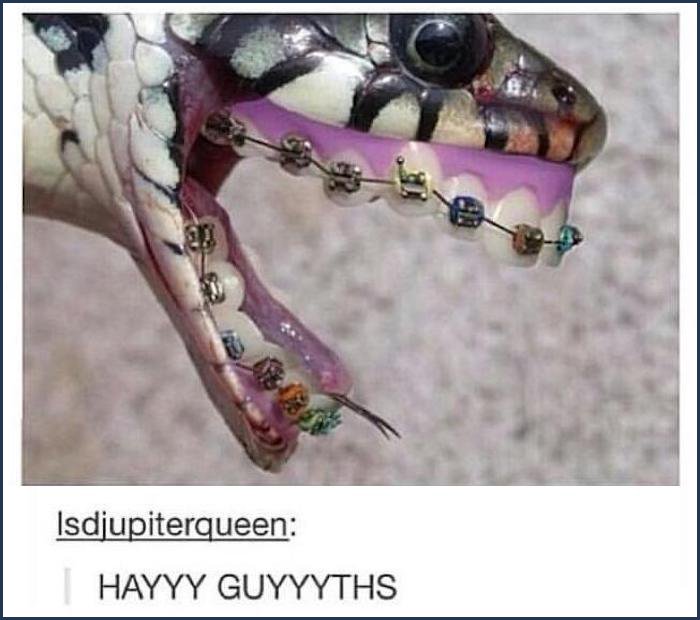 tumblr - funny snake - Isdjupiterqueen | Hayyy Guyyyths