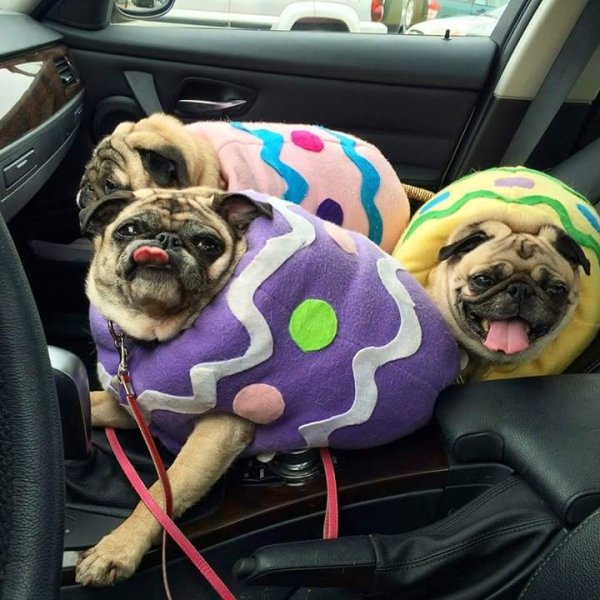 easter pugs