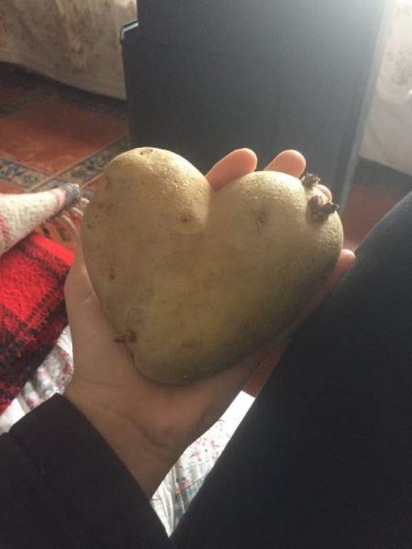 memes - heart shaped potato memes