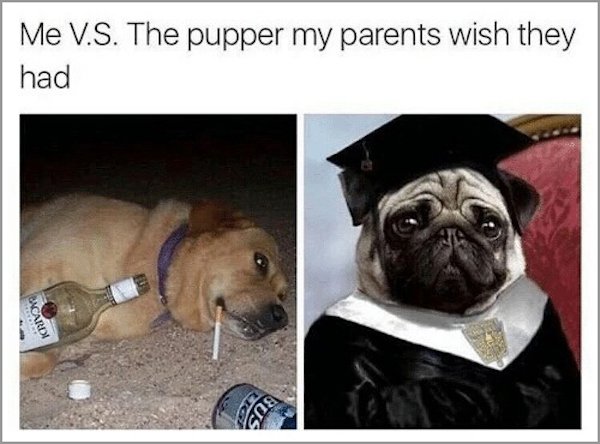 memes - graduating pug - Me V.S. The pupper my parents wish they had Bacardi