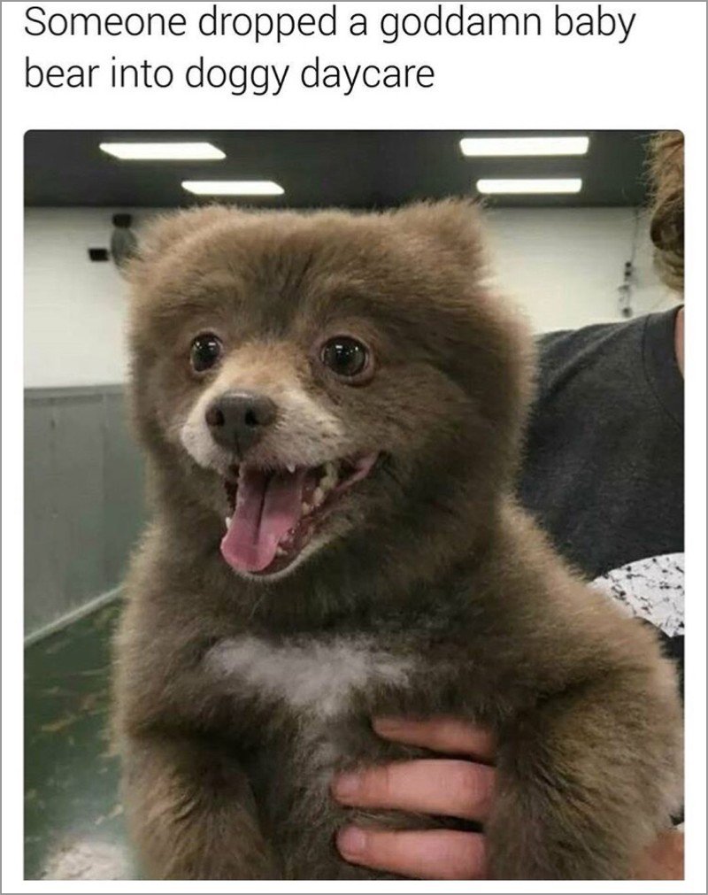 memes - baby bear at doggy daycare - Someone dropped a goddamn baby bear into doggy daycare