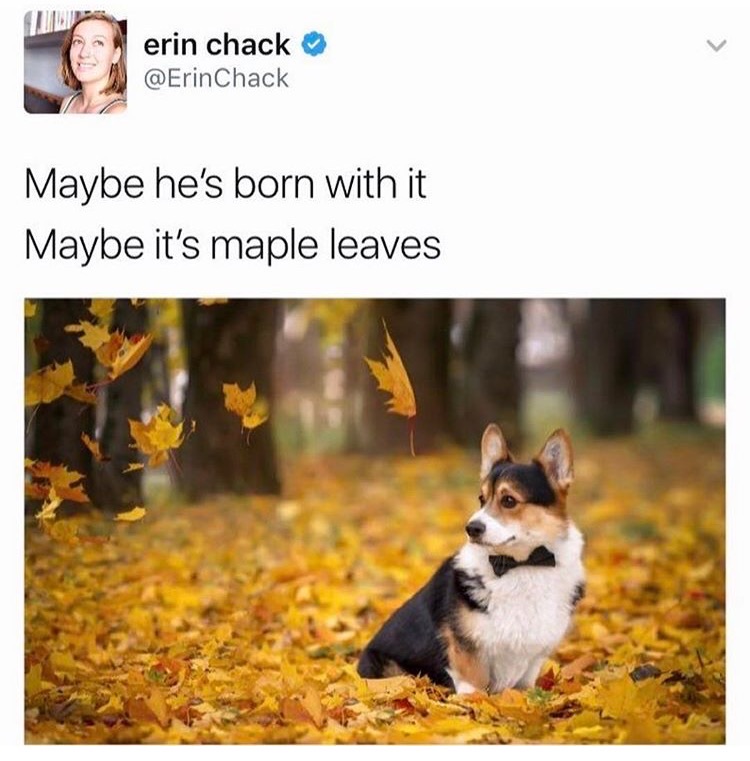 maybe hes born with it maybe its maple leaves - erin chack Chack Maybe he's born with it Maybe it's maple leaves