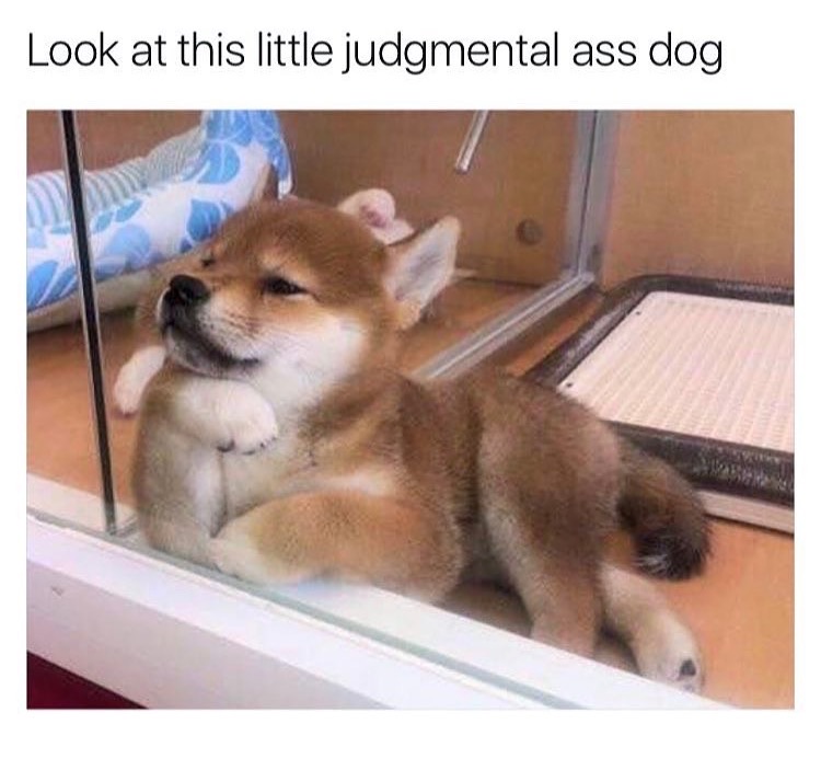 judgemental dog meme - Look at this little judgmental ass dog