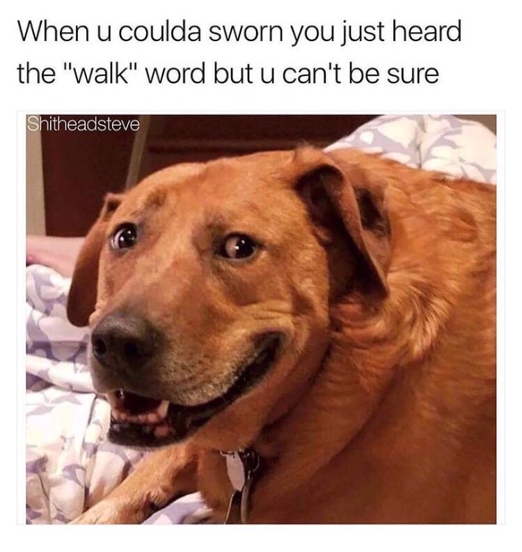 cute doggo memes - When u coulda sworn you just heard the "walk" word but u can't be sure Shitheadsteve