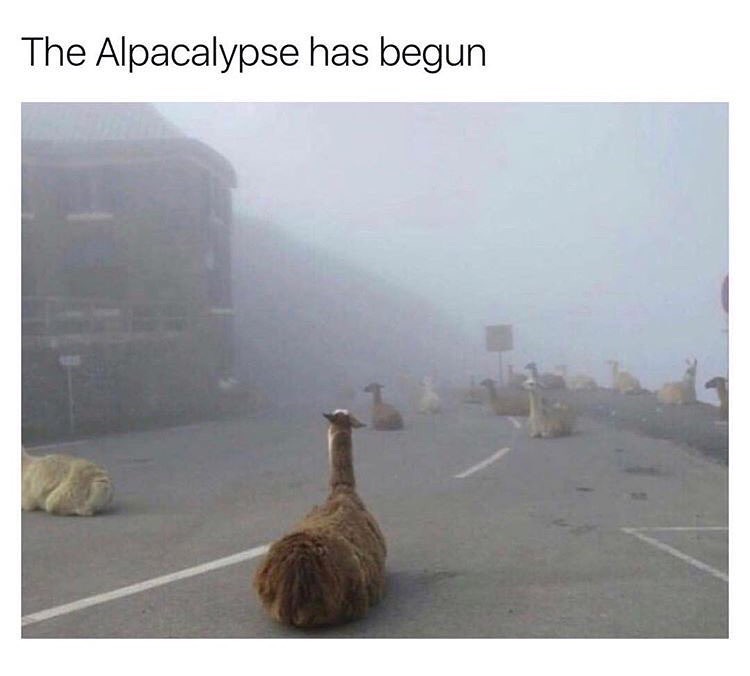 end is nigh meme - The Alpacalypse has begun