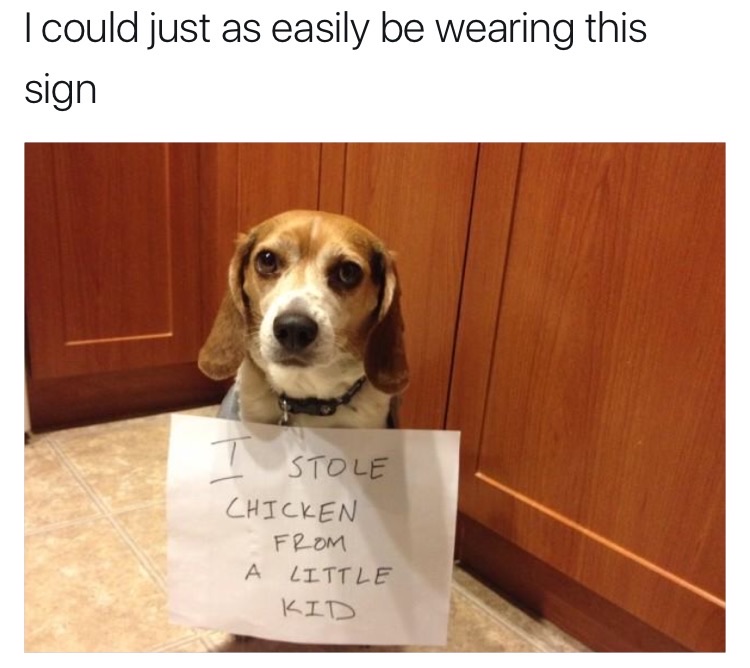 beagle - I could just as easily be wearing this sign Stole Chicken From A Little Kid