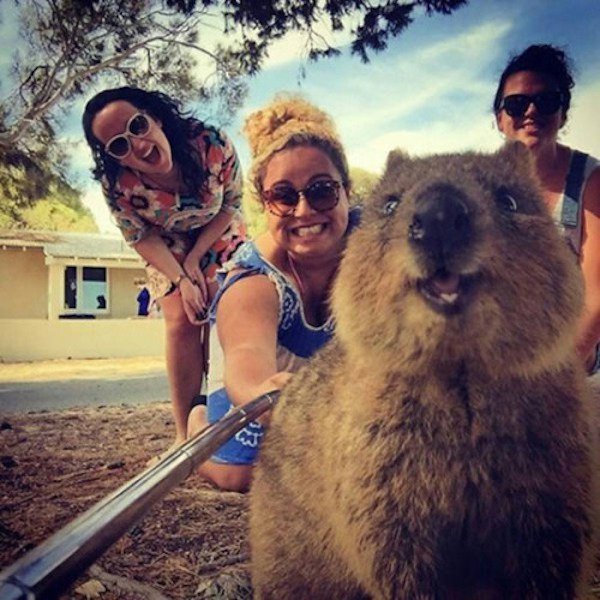 fail australia quokka selfie