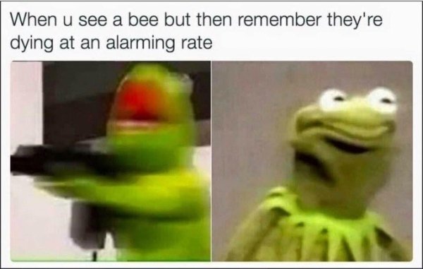 kermit the frog meme - When u see a bee but then remember they're dying at an alarming rate
