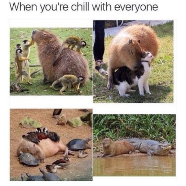 capybara chill - When you're chill with everyone