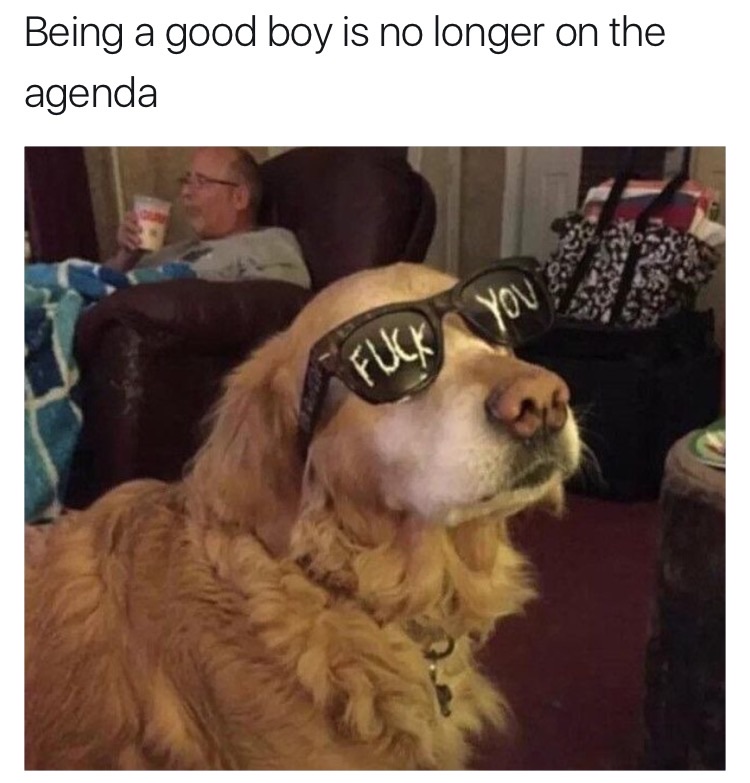 Funny dank meme of a dog wearing sunglasses that show he is no longer a good boy.