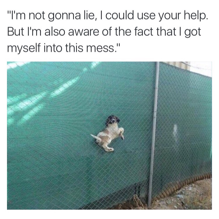 Funny dank meme of a dog stuck between a fence and a tarp separation barrier.