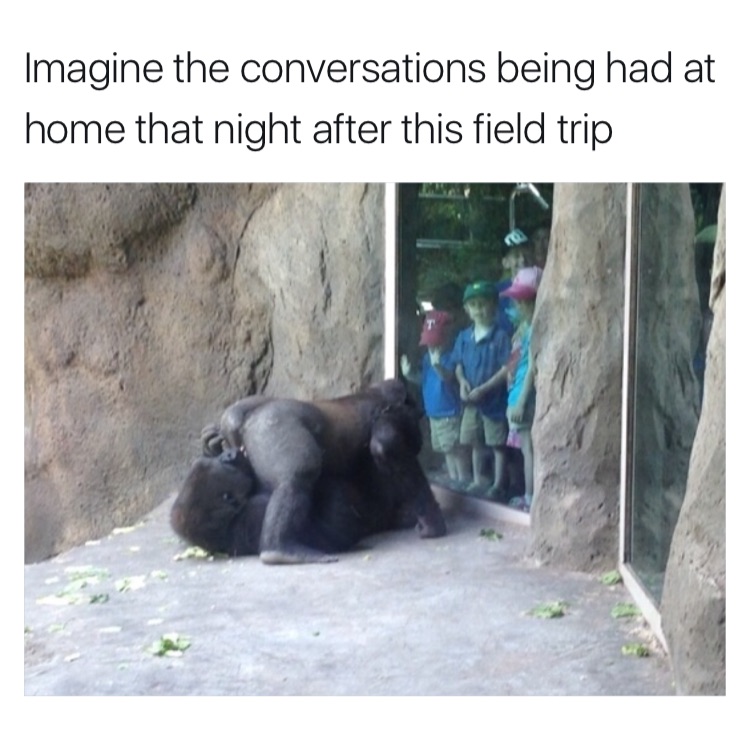 Funny meme about kids at the zoo who are watching Gorillas doing their things like mammals with a caption about the conversations those kids had that night after going home.