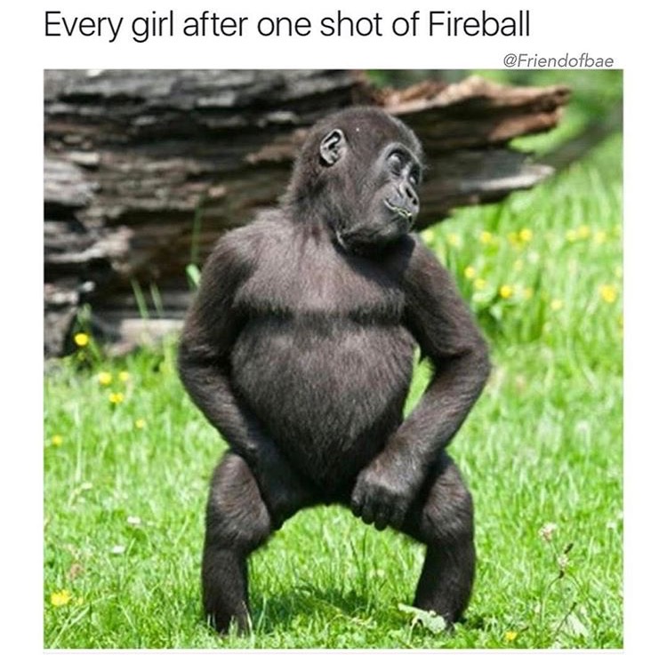 Dank meme of a dancing monkey making fun of girl's who go crazy after one shot of Fireball.