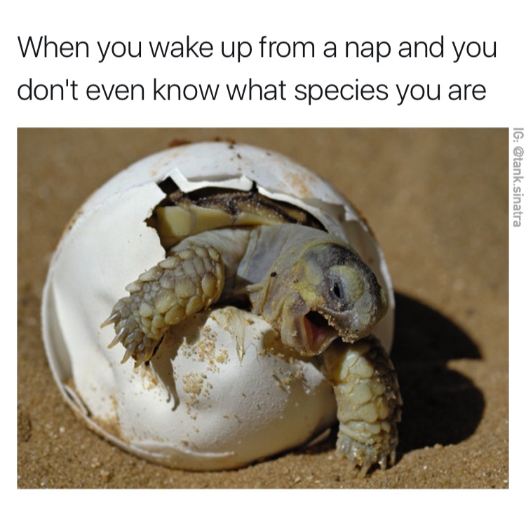 Funny picture of a turtle coming out of his egg shell made into dank meme with caption about how when you wake up from a nap and don't know what species you are.