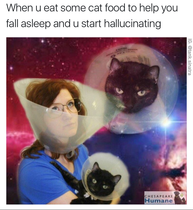 Funny picture of woman and her cats made into dank meme with caption about eating cat food and hallucinating.