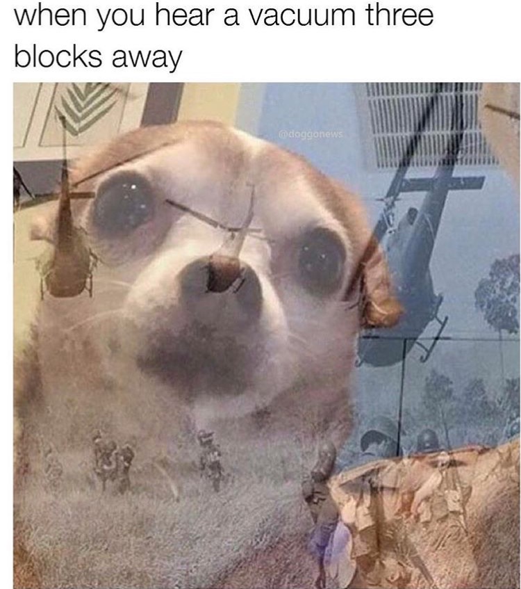 Funny picture of a dog, captioned as a dank meme about when you hear a vacuum running three blocks away.